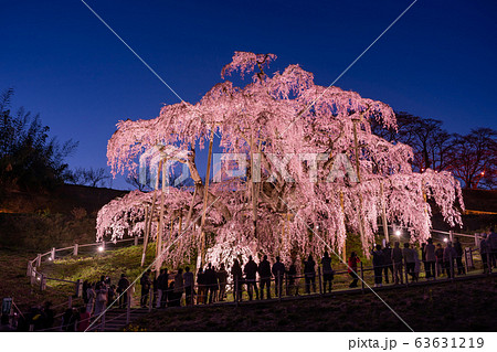 福島県 三春滝桜 ライトアップ 夕暮れ時 福島県 三春滝桜 ライトアップ 夕暮れ時 63631219