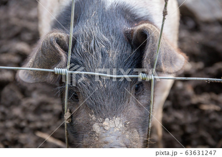Saddleback piglets behind the fencing of a pigsty 63631247