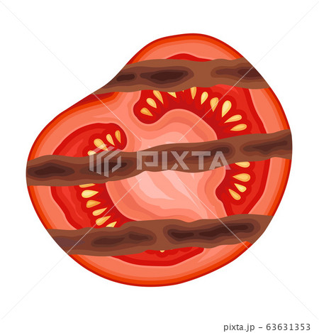 Roasted Tomato with Strips Isolated on White Background Vector Illustration 63631353