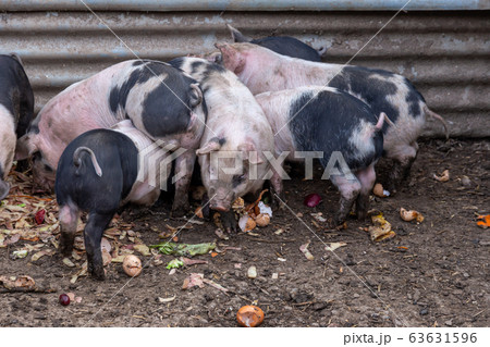 Saddleback piglets feeding on food scraps in a pigsty 63631596