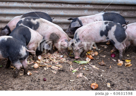 Saddleback piglets feeding on food scraps in a pigsty 63631598