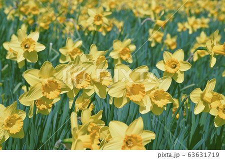 スイセン スイセン 63631719