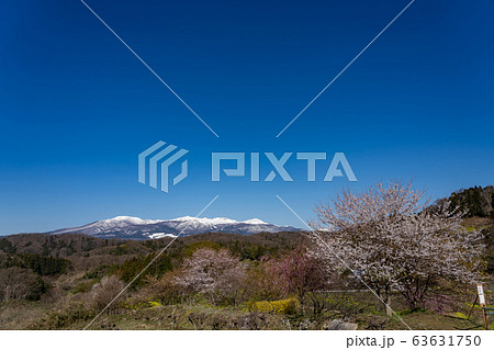福島県　霞ヶ城公園から見る安達太良山　河津桜 63631750