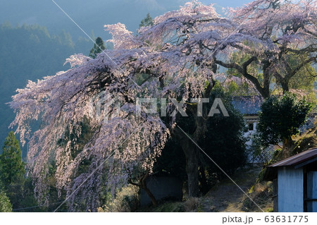 朝日に輝く枝垂れ桜（奈良県吉野郡下市町） 63631775