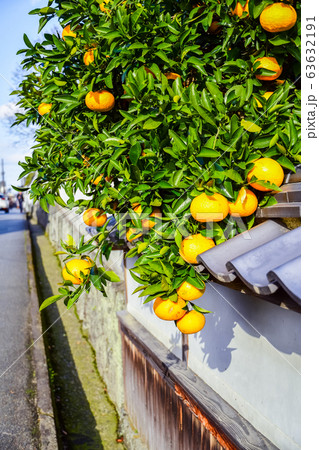 夏みかん　白壁　萩市 63632191
