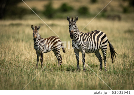 Mother zebra and foal stand facing camera Mother zebra and foal stand facing camera 63633941