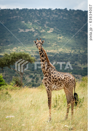 Masai giraffe stands eyeing camera on hillside Masai giraffe stands eyeing camera on hillside 63634007