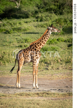 Masai giraffe stands by trees in sunshine Masai giraffe stands by trees in sunshine 63634008