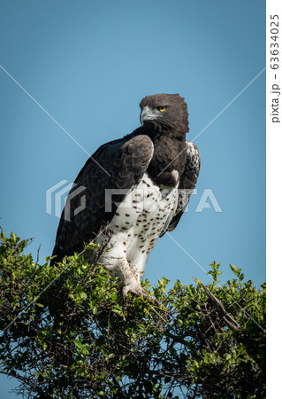 Martial eagle turns head on leafy bush Martial eagle turns head on leafy bush 63634025