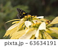 蝶 63634191