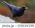 クロウタドリ 63634196
