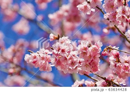 桜　辰ノ口親水公園　茨城県常陸大宮市 63634428