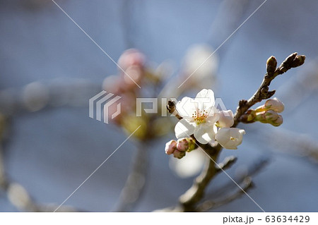 桜 辰ノ口親水公園 茨城県常陸大宮市 桜 辰ノ口親水公園 茨城県常陸大宮市 63634429