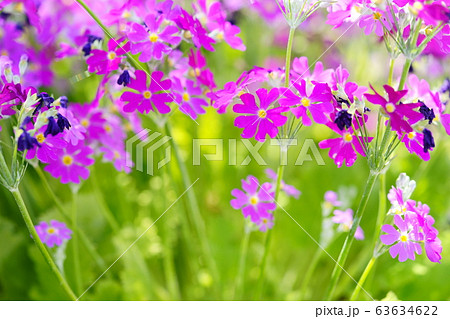 サクラソウ18 サクラソウ18 63634622