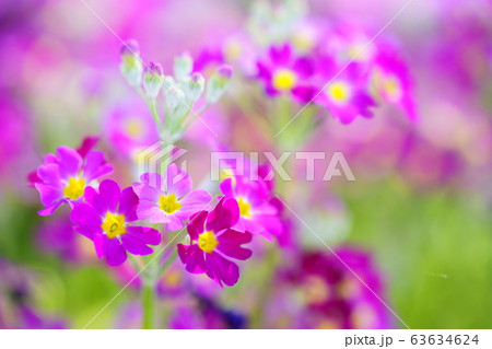 サクラソウ21 サクラソウ21 63634624