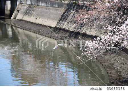 市川 真間川で花見をするユリカモメの写真素材