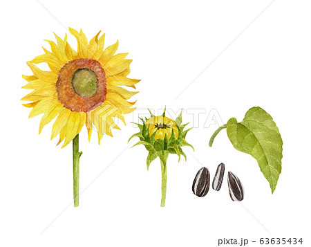 向日葵と蕾と葉と種の水彩イラストのイラスト素材