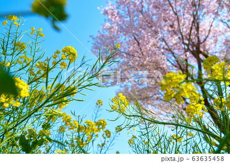 川和町駅前菜の花畑_No7 川和町駅前菜の花畑_No7 63635458