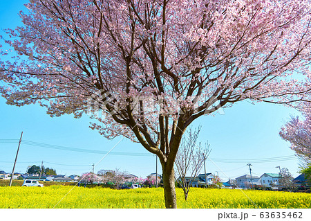川和町駅前菜の花畑_No10 63635462