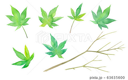 新緑のモミジのパーツ、葉と枝の水彩イラスト 新緑のモミジのパーツ、葉と枝の水彩イラスト 63635600