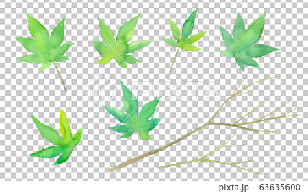 新緑のモミジのパーツ、葉と枝の水彩イラスト 新緑のモミジのパーツ、葉と枝の水彩イラスト 63635600