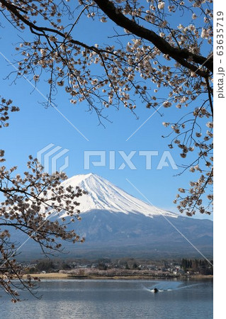 春の河口湖の美しい富士山と桜満開 春の河口湖の美しい富士山と桜満開 63635719
