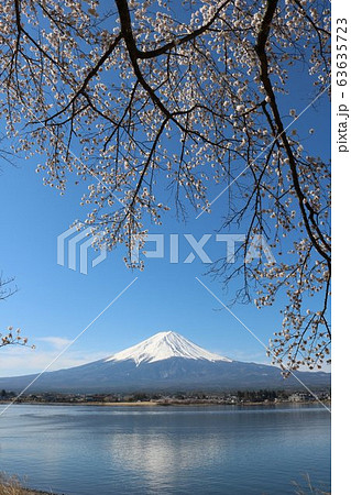 春の河口湖の美しい富士山と桜満開 春の河口湖の美しい富士山と桜満開 63635723