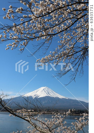 春の河口湖の美しい富士山と桜満開 春の河口湖の美しい富士山と桜満開 63635731