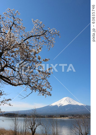 春の河口湖の美しい富士山と桜満開 春の河口湖の美しい富士山と桜満開 63635746