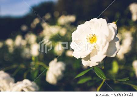 バラ ホワイト 横 63635822