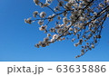 ソメイヨシノ 63635886