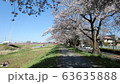 土手に咲く桜 63635888