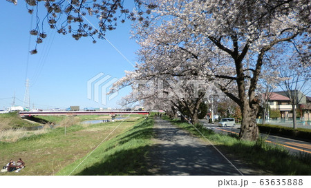 土手に咲く桜 63635888