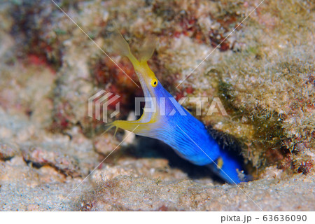 ハナヒゲウツボ ハナヒゲウツボ 63636090