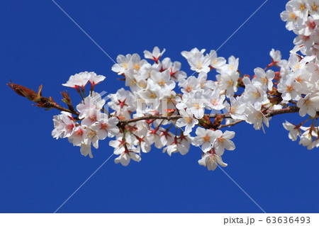 満開の山桜 満開の山桜 63636493