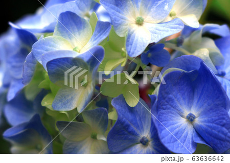 儚く咲く淡い青色の紫陽花の花のクローズアップ写真 儚く咲く淡い青色の紫陽花の花のクローズアップ写真 63636642