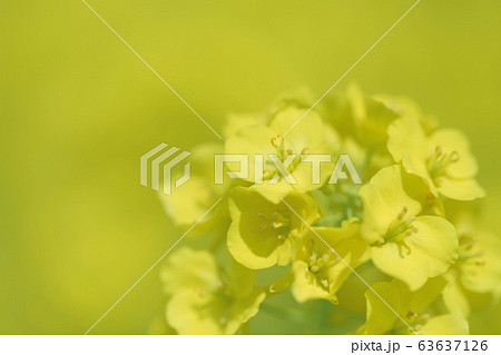 菜の花畑 菜の花畑 63637126