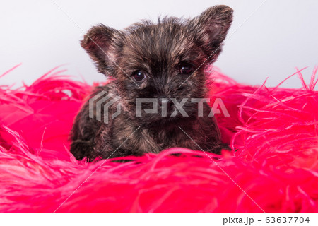 Cairn Terrier puppy dog on pink bois background. Cairn Terrier puppy dog on pink bois background. 63637704