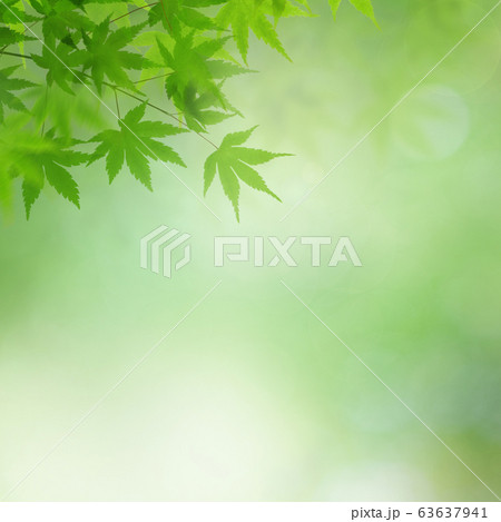 背景 和 和風 和柄 日本 春 初夏 夏 紅葉 グリーンのイラスト素材