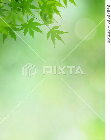 背景 和 和風 和柄 日本 春 初夏 夏 紅葉 グリーンのイラスト素材