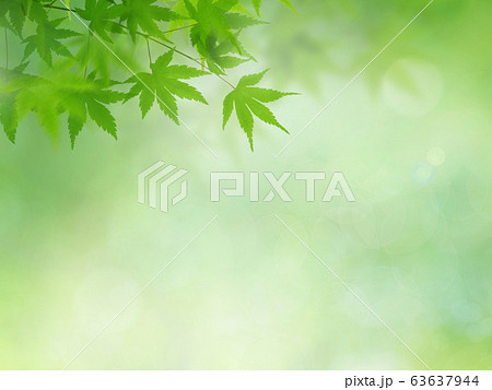 背景 和 和風 和柄 日本 春 初夏 夏 紅葉 グリーンのイラスト素材