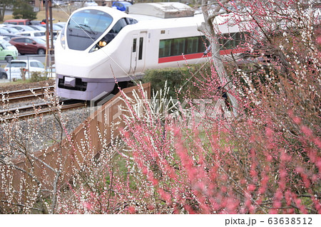 JR常磐線「水戸偕楽園の梅の花々」特急電車背景に JR常磐線「水戸偕楽園の梅の花々」特急電車背景に 63638512