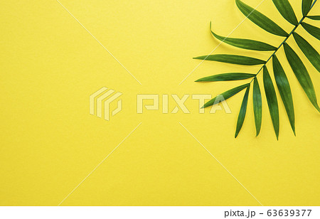 Palm leaves on yellow background 63639377