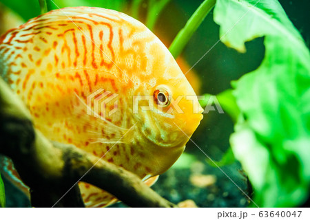 Colorful fish from the spieces Symphysodon discus in aquarium. 63640047