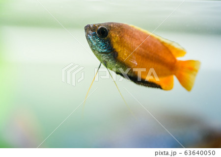 kitten fleece blanket