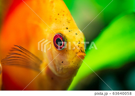 Portrait of a red orange tropical Symphysodon discus fish in a fishtank. Portrait of a red orange tropical Symphysodon discus fish in a fishtank. 63640058