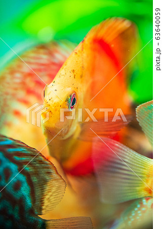 Portrait of a red orange tropical Symphysodon discus fish in a fishtank. Portrait of a red orange tropical Symphysodon discus fish in a fishtank. 63640059