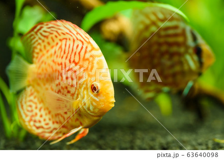 Colorful fish from the spieces Symphysodon discus in aquarium. Colorful fish from the spieces Symphysodon discus in aquarium. 63640098