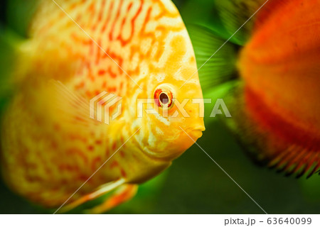 Colorful fish from the spieces Symphysodon discus in aquarium. 63640099