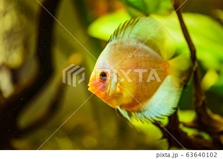 Portrait of a yellow tropical Symphysodon discus fish in a fishtank. 63640102